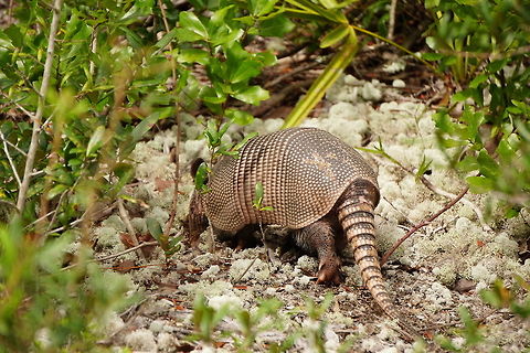 Nine-banded armadillo (Dasypus novemcinctus)  Animal,Armadillo,Cingulata,Dasypodidae,Dasypus,Dasypus novemcinctus,Florida,Geotagged,Mammal,Nature,Nine-banded armadillo,Orlando,Summer,Tibet-Butler Nature Preserve,United States,United States of America,Vertebrate