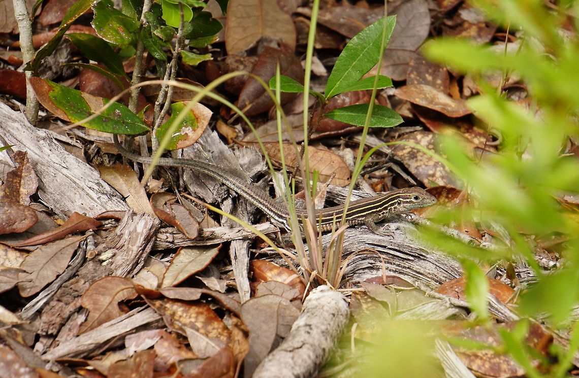 Six-lined racerunner (Aspidoscelis sexlineata)  Animal,Aspidoscelis,Aspidoscelis sexlineata,Florida,Geotagged,Lizard,Nature,Orlando,Reptile,Scaled Reptile,Six-lined racerunner,Squamata,Summer,Teiidae,Tibet-Butler Nature Preserve,United States,United States of America,Vertebrate