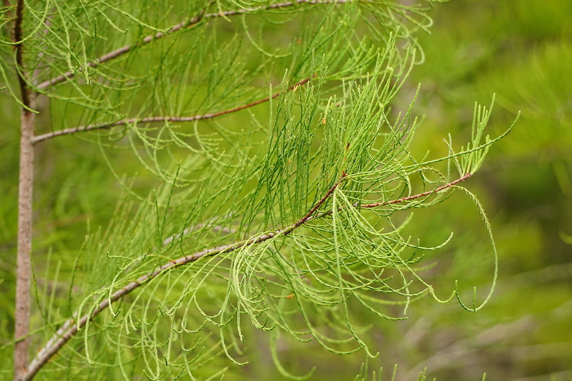Pond cypress (Taxodium ascendens)  Conifer,Cupressaceae,Cypress,Florida,Geotagged,Nature,Orlando,Pinophyta,Pinopsida,Plant,Pond cypress,Taxodium,Taxodium ascendens,Tibet-Butler Nature Preserve,United States,United States of America