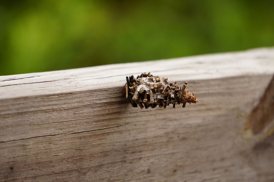 Abbot's bagworm moth (Oiketicus abbotii)  Abbot's Bagworm Moth,Abbot's bagworm moth,Animal,Arthropod,Bagworm moth,Florida,Geotagged,Insect,Lepidoptera,Moth,Nature,Oiketicus,Oiketicus abbotii,Orlando,Psychidae,Tibet-Butler Nature Preserve,United States,United States of America
