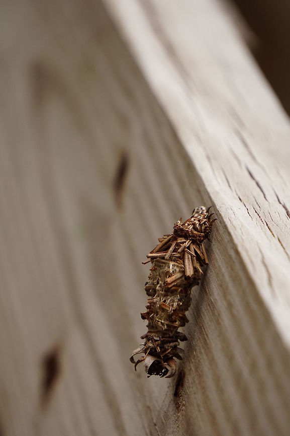 Abbot's bagworm moth (Oiketicus abbotii)  Abbot's Bagworm Moth,Animal,Arthropod,Bagworm moth,Florida,Geotagged,Insect,Lepidoptera,Moth,Nature,Oiketicus,Oiketicus abbotii,Orlando,Psychidae,Summer,Tibet-Butler Nature Preserve,United States,United States of America