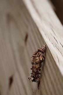 Abbot's bagworm moth (Oiketicus abbotii)  Abbot's Bagworm Moth,Animal,Arthropod,Bagworm moth,Florida,Geotagged,Insect,Lepidoptera,Moth,Nature,Oiketicus,Oiketicus abbotii,Orlando,Psychidae,Summer,Tibet-Butler Nature Preserve,United States,United States of America