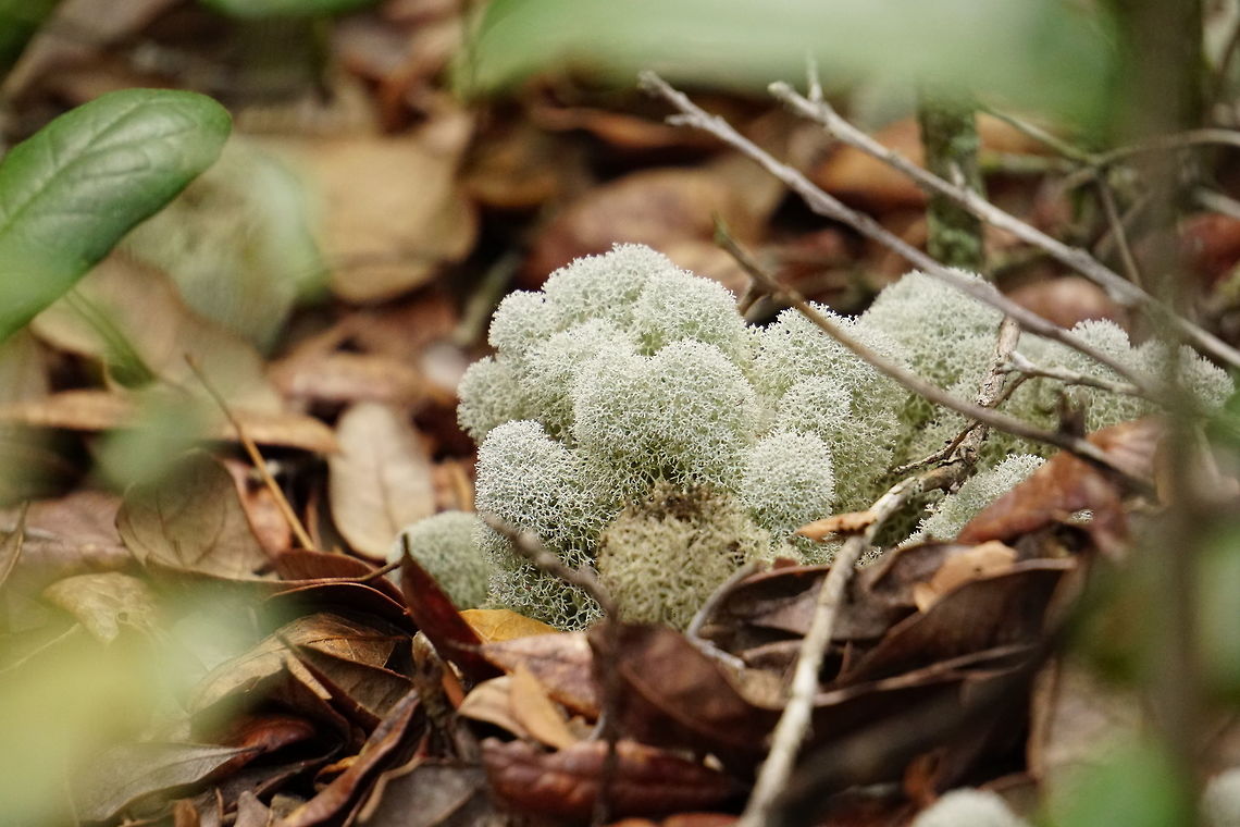 Deer Moss (Cladonia evansii)  Ascomycota,Cladonia,Cladonia evansii,Cladoniaceae,Cup lichen,Florida,Fungi,Geotagged,Lecanorales,Lecanoromycetes,Nature,Orlando,Tibet-Butler Nature Preserve,United States,United States of America