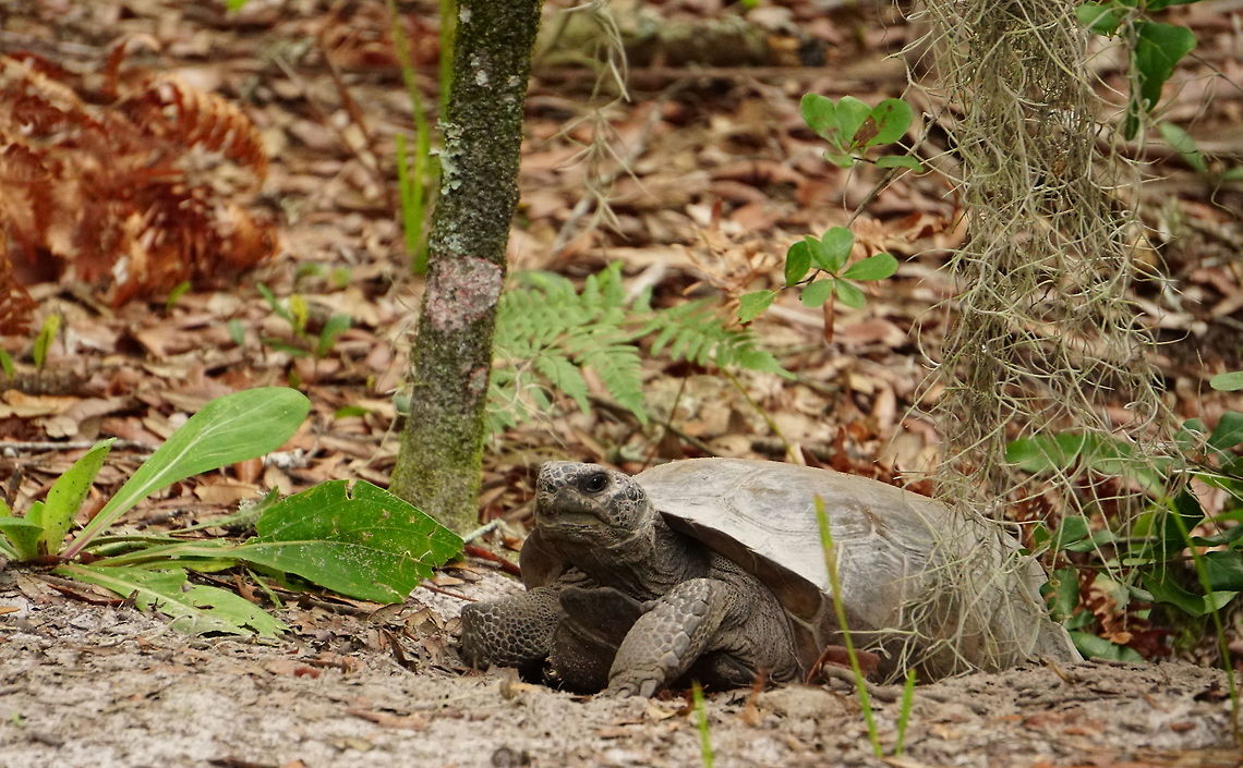Gopher tortoise (Gopherus polyphemus)  Animal,Cryptodira,Florida,Geotagged,Gopher tortoise,Gopherus,Gopherus polyphemus,Nature,Orlando,Reptile,Summer,Testudines,Testudinidae,Tibet-Butler Nature Preserve,Tortoise,Turtle,United States,United States of America,Vertebrate