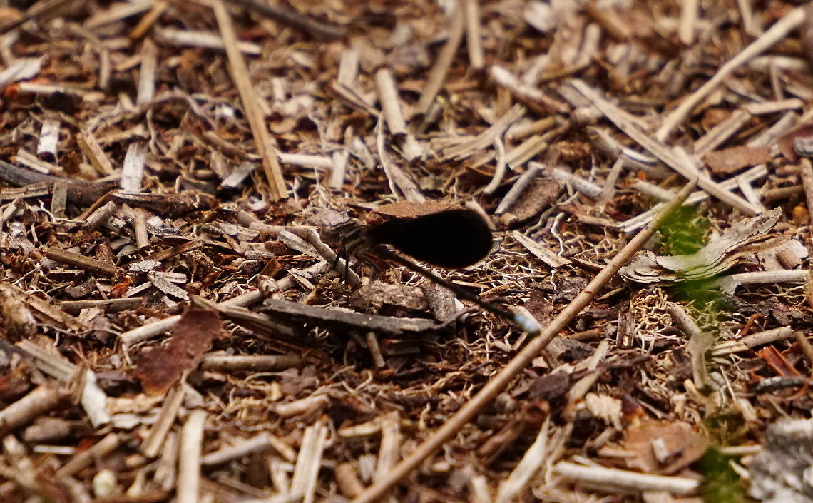 Female Black dancer (Argia fumipennis atra)  Animal,Argia,Argia fumipennis,Argia fumipennis atra,Arthropod,Black dancer,Coenagrionidae,Damselfly,Female,Florida,Geotagged,Insect,Nature,Odonata,Orlando,Summer,Tibet-Butler Nature Preserve,United States,United States of America,Variable dancer