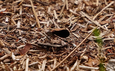 Female Black dancer (Argia fumipennis atra)  Animal,Argia,Argia fumipennis,Argia fumipennis atra,Arthropod,Black dancer,Coenagrionidae,Damselfly,Female,Florida,Geotagged,Insect,Nature,Odonata,Orlando,Summer,Tibet-Butler Nature Preserve,United States,United States of America,Variable dancer