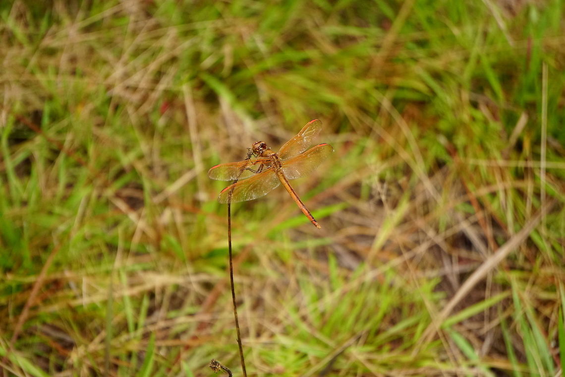 Golden-winged skimmer (Libellula auripennis)  Animal,Anisoptera,Arthropod,Dragonfly,Florida,Geotagged,Golden-winged skimmer,Insect,Libellula,Libellula auripennis,Libellulidae,Nature,Odonata,Orlando,Skimmer,Tibet-Butler Nature Preserve,United States,United States of America