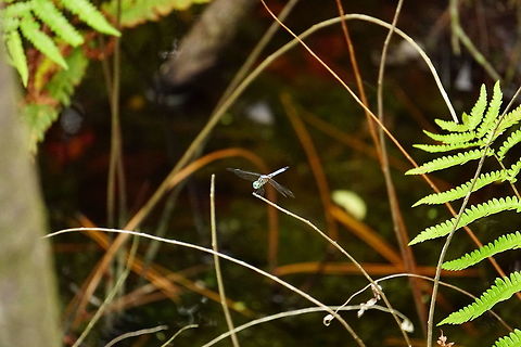 Blue dasher (Pachydiplax longipennis)  Animal,Anisoptera,Arthropod,Blue dasher,Dragonfly,Florida,Geotagged,Insect,Libellulidae,Nature,Odonata,Orlando,Pachydiplax,Pachydiplax longipennis,Tibet-Butler Nature Preserve,United States,United States of America