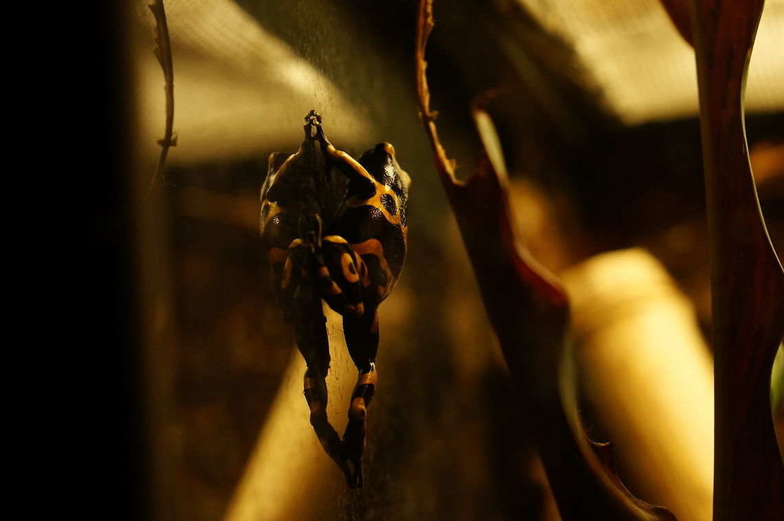 Yellow-banded Poison Dart Frog (Dendrobates leucomelas)  Amphibian,Animal,Anura,Dendrobates,Dendrobates leucomelas,Dendrobatidae,Frog,Geotagged,Nature,New York State,Poison Dart Frog,Rochester,Seneca Park Zoo,United States,United States of America,Vertebrate,Yellow Banded Poison Dart Frog,Yellow-banded Poison Dart Frog