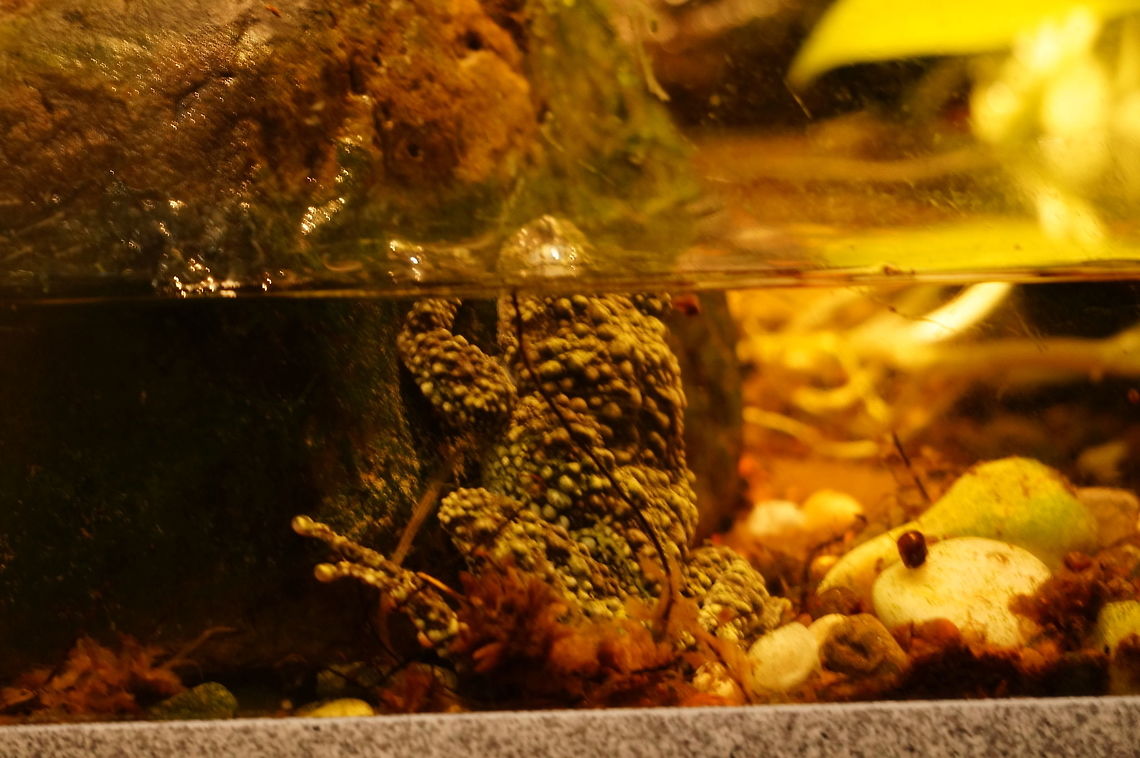 Vietnamese mossy frog (Theloderma corticale)  Amphibian,Animal,Anura,Frog,Geotagged,Nature,New York State,Rhacophoridae,Rochester,Seneca Park Zoo,Theloderma,Theloderma corticale,United States,United States of America,Vertebrate,Vietnamese mossy frog