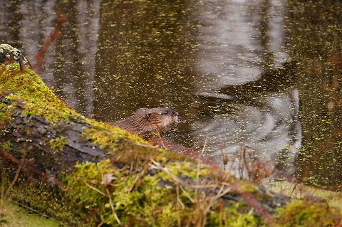 Muskrat (Ondatra zibethicus)  Animal,Cricetidae,Geotagged,Henrietta,Mammal,Muskrat,Nature,New York State,Ondatra,Ondatra zibethicus,Rochester,Rodent,Rodentia,Tinker Nature Park,United States,United States of America,Vertebrate