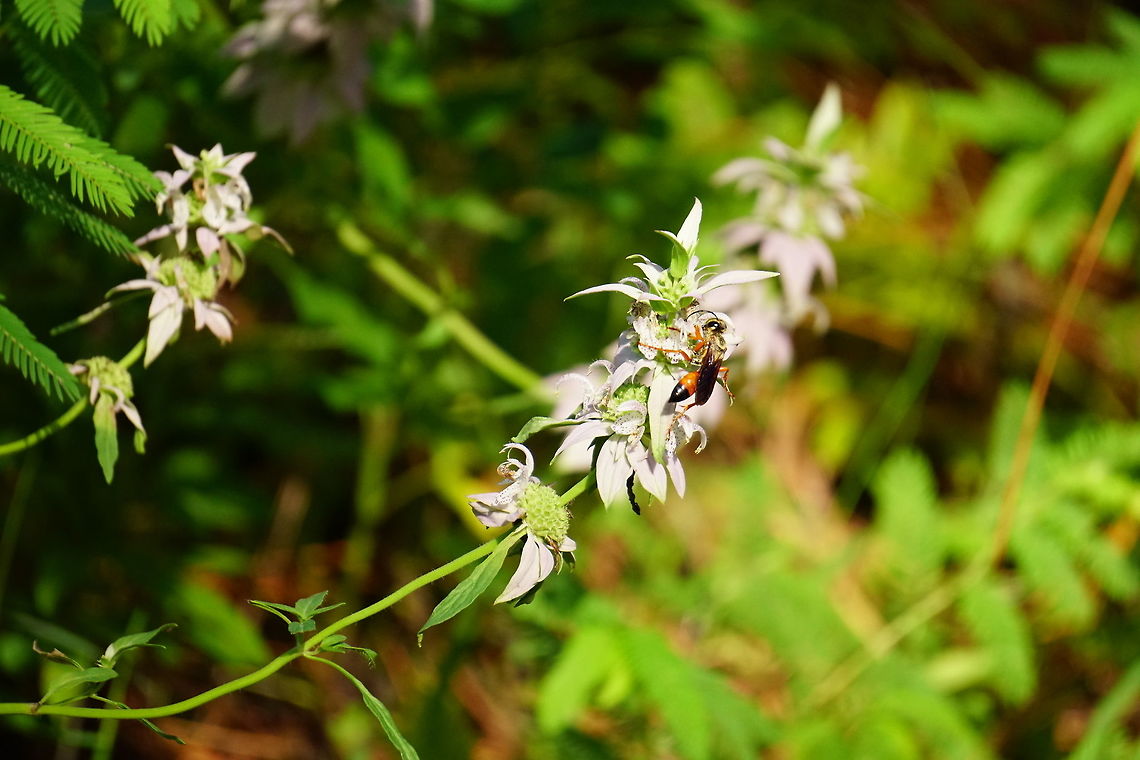 Great golden digger wasp (Sphex ichneumoneus)  Animal,Apocrita,Arthropod,Florida,Geotagged,Great golden digger wasp,Hymenoptera,Insect,Nature,Orlando,Sphecidae,Sphex,Sphex ichneumoneus,Tibet-Butler Nature Preserve,United States,United States of America,Wasp