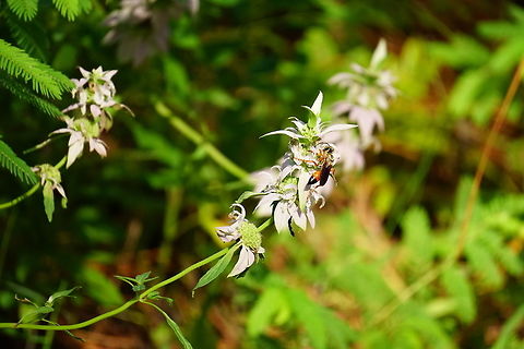 Great golden digger wasp (Sphex ichneumoneus)  Animal,Apocrita,Arthropod,Florida,Geotagged,Great golden digger wasp,Hymenoptera,Insect,Nature,Orlando,Sphecidae,Sphex,Sphex ichneumoneus,Tibet-Butler Nature Preserve,United States,United States of America,Wasp