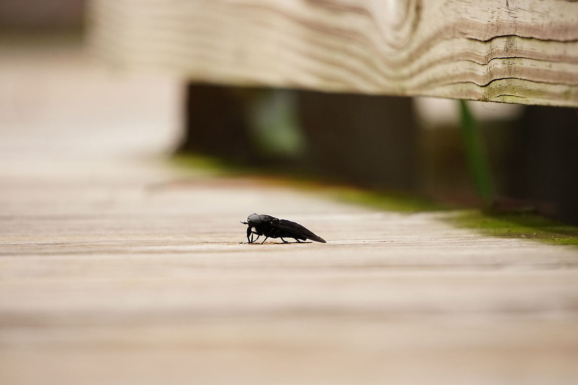 Black Horse Fly (Tabanus atratus)  Animal,Arthropod,Black Horse Fly,Diptera,Florida,Fly,Geotagged,Horse-fly,Insect,Nature,Orlando,Tabanidae,Tabanus,Tabanus atratus,Tibet-Butler Nature Preserve,United States,United States of America