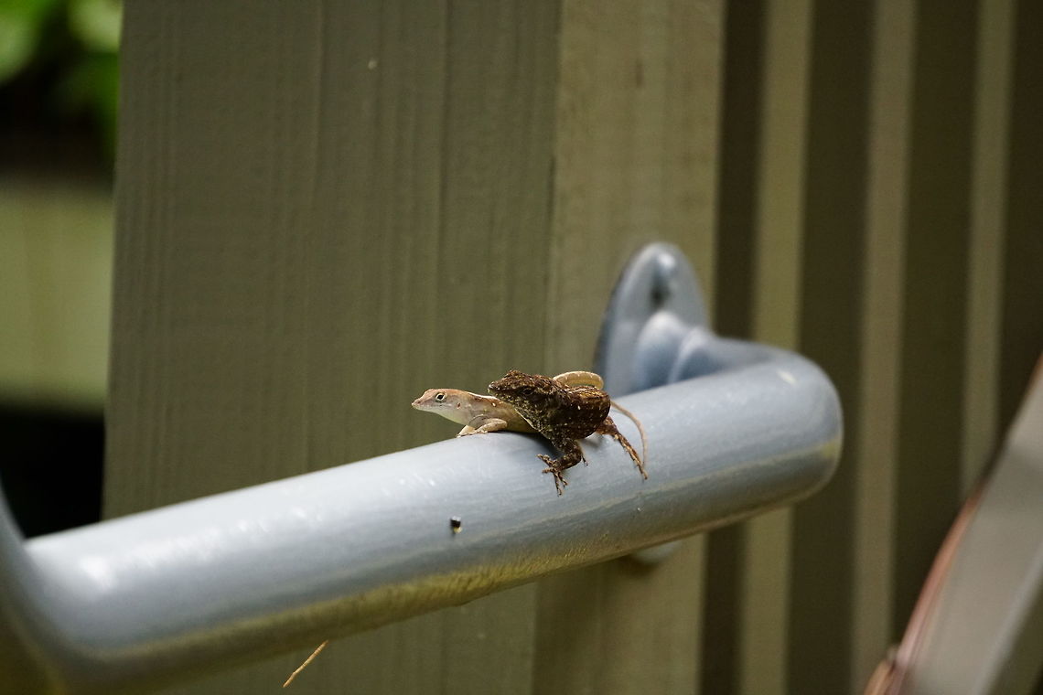 Brown Anoles mating (Anolis sagrei)  Animal,Anole,Anolis,Anolis sagrei,Brown Anole,Brown anole,Dactyloidae,Florida,Geotagged,Lizard,Nature,Orlando,Reptile,Scaled Reptile,Squamata,Tibet-Butler Nature Preserve,United States,United States of America,Vertebrate