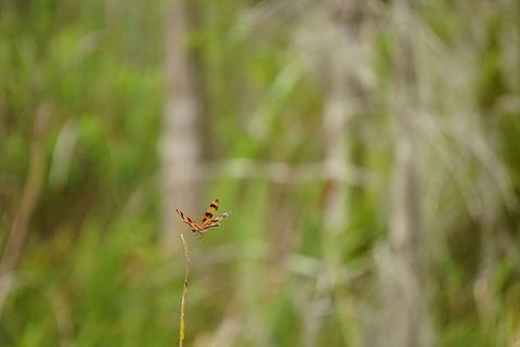 Halloween Pennant coming in for a landing  Animal,Anisoptera,Arthropod,Celithemis,Celithemis eponina,Dragonfly,Florida,Geotagged,Halloween Pennant,Halloween pennant,Insect,Libellulidae,Nature,Odonata,Orlando,Pennant,Tibet-Butler Nature Preserve,United States,United States of America