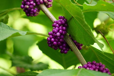 American beautyberry (Callicarpa americana)  American Beautyberry,American beautyberry,Angiospermae,Beautyberry,Callicarpa,Callicarpa americana,Florida,Flowering Plant,Geotagged,Lamiaceae,Lamiales,Nature,Orlando,Plant,Tibet-Butler Nature Preserve,United States,United States of America