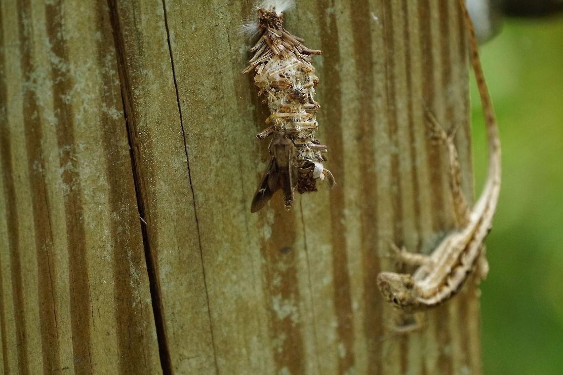 Brown Anole's Bagged Lunch (Abbot's bagworm moth)  Abbot's Bagworm Moth,Abbot's bagworm moth,Animal,Anolis sagrei,Arthropod,Bagworm moth,Brown anole,Florida,Geotagged,Insect,Lepidoptera,Moth,Nature,Oiketicus,Oiketicus abbotii,Orlando,Psychidae,Tibet-Butler Nature Preserve,United States,United States of America