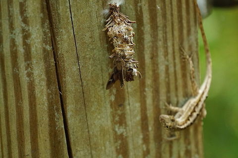 Brown Anole's Bagged Lunch (Abbot's bagworm moth)  Abbot's Bagworm Moth,Abbot's bagworm moth,Animal,Anolis sagrei,Arthropod,Bagworm moth,Brown anole,Florida,Geotagged,Insect,Lepidoptera,Moth,Nature,Oiketicus,Oiketicus abbotii,Orlando,Psychidae,Tibet-Butler Nature Preserve,United States,United States of America