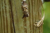 Brown Anole's Bagged Lunch (Abbot's bagworm moth)  Abbot's Bagworm Moth,Abbot's bagworm moth,Animal,Anolis sagrei,Arthropod,Bagworm moth,Brown anole,Florida,Geotagged,Insect,Lepidoptera,Moth,Nature,Oiketicus,Oiketicus abbotii,Orlando,Psychidae,Tibet-Butler Nature Preserve,United States,United States of America
