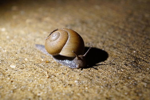 Zachrysia provisoria  Animal,Camaenidae,Florida,Gastropod,Gastropoda,Geotagged,Mollusc,Mollusca,Nature,Orlando,Snail,United States,United States of America,Zachrysia,Zachrysia provisoria