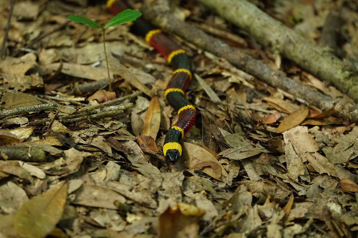 Eastern Coral Snake (Micrurus fulvius)  Animal,Coral snake,Eastern coral snake,Elapidae,Fall,Florida,Geotagged,Lake Apopka,Micrurus,Micrurus fulvius,Nature,Oakland Nature Preserve,Reptile,Scaled Reptile,Serpentes,Snake,Squamata,United States,United States of America,Vertebrate