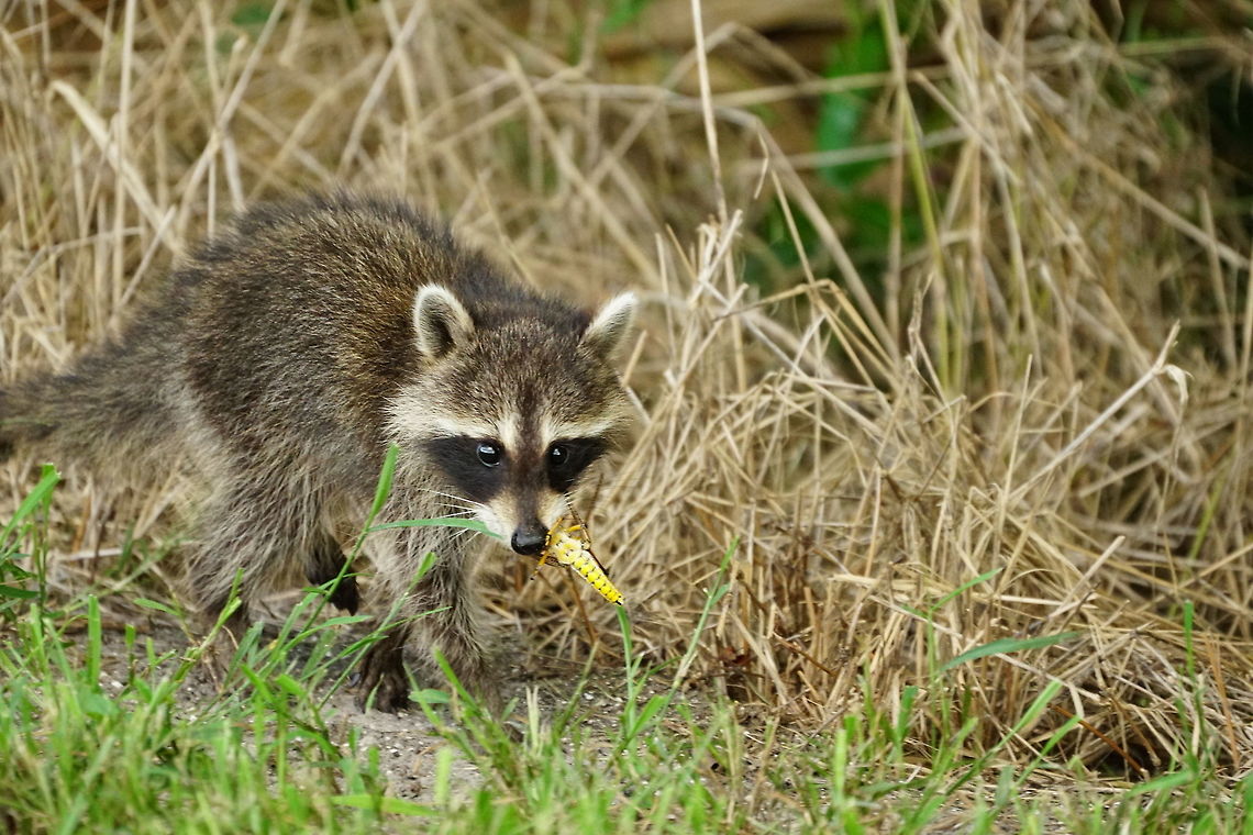 Raccoon after a victorious hunt This raccoon and its two siblings were hunting grasshoppers along the side of the trail. I saw this one and one other catch one each.<br />
Unfortunately, I scared one of the two who had managed to catch a grasshopper away and he left his catch behind (hopefully he can forgive me, though, because I was a bit dehydrated and rushing back to the water fountain... stupid me didn't factor in the return trip when rationing my water...). Animal,Carnivora,Fall,Florida,Geotagged,Lake Apopka,Lake Apopka Loop Trail,Mammal,Nature,Procyon,Procyon lotor,Procyonidae,Raccoon,United States,United States of America,Vertebrate