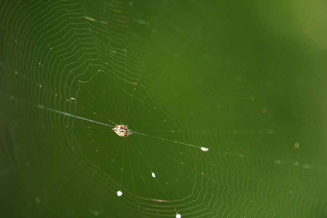 Spiny Orb-Weaver (Gasteracantha cancriformis)  Animal,Arachnid,Araneae,Araneidae,Arthropod,Florida,Gasteracantha,Gasteracantha cancriformis,Geotagged,Lake Apopka,Nature,Oakland Nature Preserve,Orb-weaver Spider,Orlando,Spider,Spiny orb-weaver,United States,United States of America