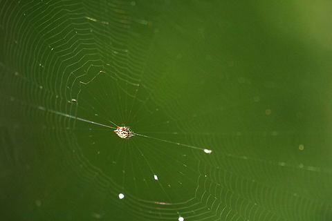Spiny Orb-Weaver (Gasteracantha cancriformis)  Animal,Arachnid,Araneae,Araneidae,Arthropod,Florida,Gasteracantha,Gasteracantha cancriformis,Geotagged,Lake Apopka,Nature,Oakland Nature Preserve,Orb-weaver Spider,Orlando,Spider,Spiny orb-weaver,United States,United States of America