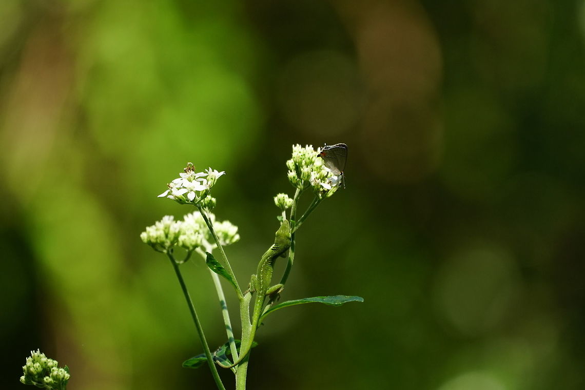Gray hairstreak (Strymon melinus)  Animal,Arthropod,Butterfly,Geotagged,Gossamer-winged butterfly,Gray Hairstreak,Gray hairstreak,Insect,Lepidoptera,Lycaenidae,Nature,Strymon,Strymon melinus,United States