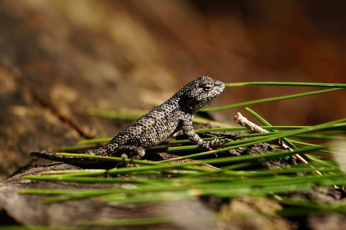 Eastern Fence Lizard (Sceloporus undulatus)  Animal,Eastern fence lizard,Geotagged,Iguania,Lizard,Nature,Phrynosomatidae,Reptile,Scaled Reptile,Sceloporus,Sceloporus undulatus,Spiny lizard,Squamata,United States,Vertebrate