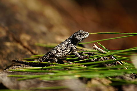 Eastern Fence Lizard (Sceloporus undulatus)  Animal,Eastern fence lizard,Geotagged,Iguania,Lizard,Nature,Phrynosomatidae,Reptile,Scaled Reptile,Sceloporus,Sceloporus undulatus,Spiny lizard,Squamata,United States,Vertebrate