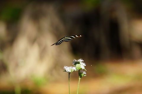 Zebra Longwing (Heliconius charithonia)  Animal,Arthropod,Butterfly,Geotagged,Heliconius,Heliconius charithonia,Insect,Lepidoptera,Nature,Nymphalidae,United States,Zebra Longwing,Zebra longwing