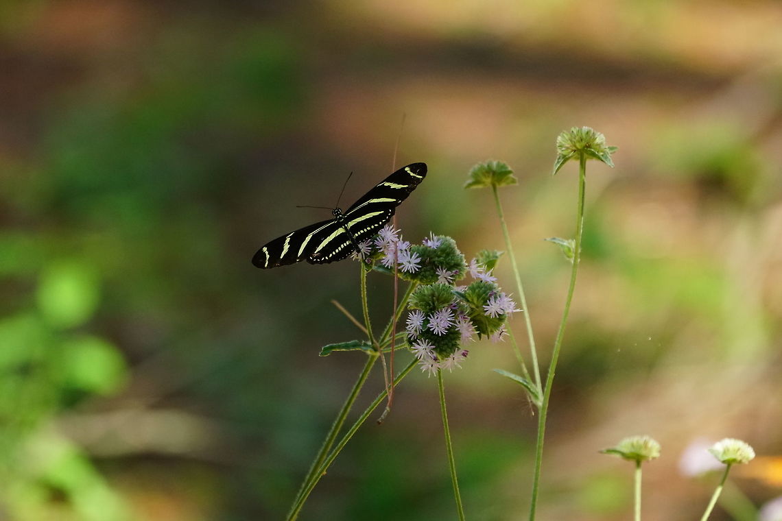Zebra Longwing (Heliconius charithonia)  Animal,Arthropod,Butterfly,Geotagged,Heliconius,Heliconius charithonia,Insect,Lepidoptera,Nature,Nymphalidae,United States,Zebra Longwing,Zebra longwing