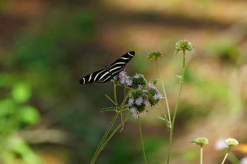 Zebra Longwing (Heliconius charithonia)  Animal,Arthropod,Butterfly,Geotagged,Heliconius,Heliconius charithonia,Insect,Lepidoptera,Nature,Nymphalidae,United States,Zebra Longwing,Zebra longwing