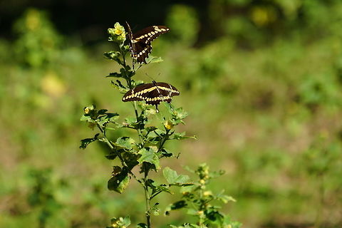 Pair of Giant Swallotails (Papilio cresphontes)  Animal,Arthropod,Butterfly,Geotagged,Giant Swallowtail,Giant swallowtail,Insect,Lepidoptera,Nature,Papilio,Papilio cresphontes,Papilionidae,Swallowtail butterfly,United States