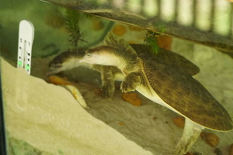 Florida Softshell Turtle (Apalone ferox)  Animal,Apalone,Apalone ferox,Cryptodira,Florida softshell turtle,Geotagged,Nature,Reptile,Softshell Turtle,Testudines,Trionychidae,Turtle,United States,Vertebrate,florida softshell turtle