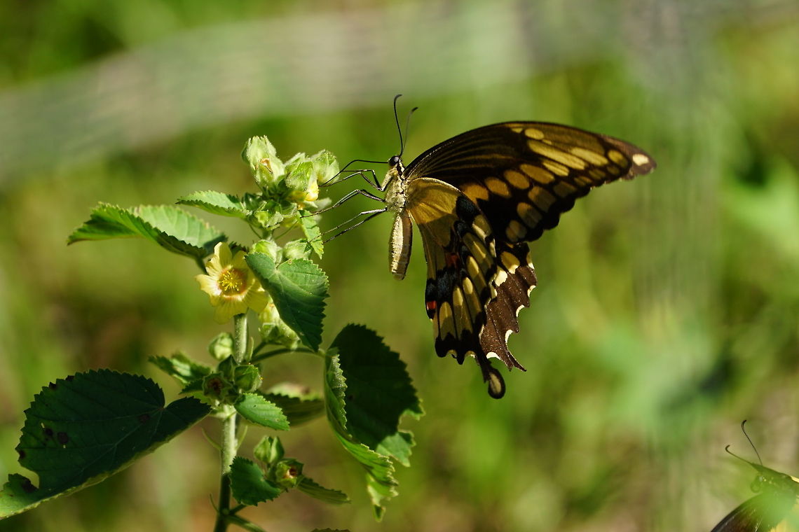 Giant Swallotail (Papilio cresphontes)  Animal,Arthropod,Butterfly,Geotagged,Giant Swallowtail,Giant swallowtail,Insect,Lepidoptera,Nature,Papilio,Papilio cresphontes,Papilionidae,Swallowtail butterfly,United States