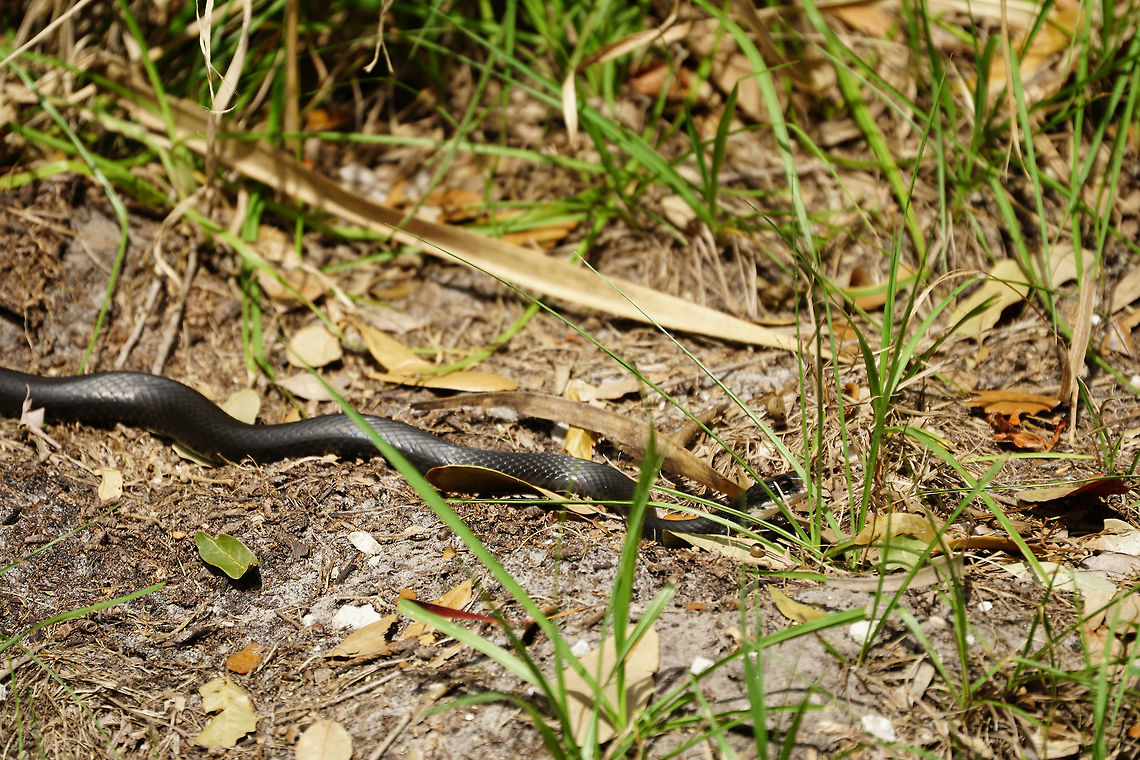 Southern Black Racer (Coluber constrictor priapus)  Animal,Coluber,Coluber constrictor,Coluber constrictor priapus,Colubridae,Colubrinae,Eastern Racer,Fall,Geotagged,Nature,Reptile,Scaled Reptile,Serpentes,Snake,Southern Black Racer,Squamata,United States,Vertebrate