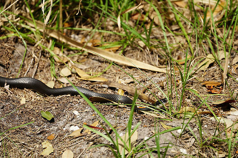 Southern Black Racer (Coluber constrictor priapus)  Animal,Coluber,Coluber constrictor,Coluber constrictor priapus,Colubridae,Colubrinae,Eastern Racer,Fall,Geotagged,Nature,Reptile,Scaled Reptile,Serpentes,Snake,Southern Black Racer,Squamata,United States,Vertebrate