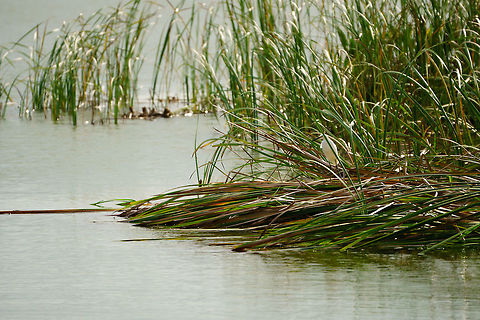 Snowy Egret (Egretta thula)  Animal,Ardeidae,Bird,Egretta,Egretta thula,Fall,Geotagged,Heron,Nature,Pelecaniformes,Snowy Egret,Snowy egret,United States,Vertebrate