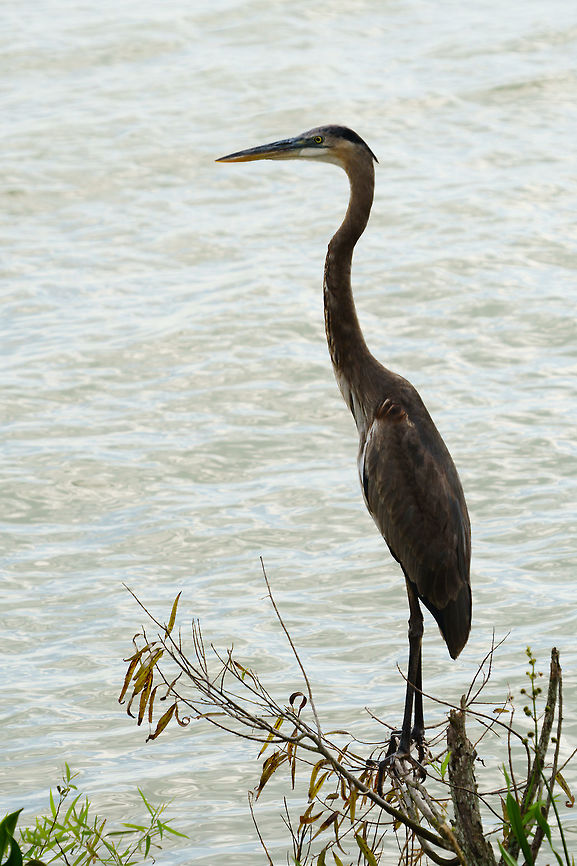 Great Blue Heron (Ardea herodias)  Animal,Ardea,Ardea herodias,Ardeidae,Bird,Fall,Geotagged,Great Blue Heron,Great blue heron,Heron,Nature,Pelecaniformes,United States,Vertebrate