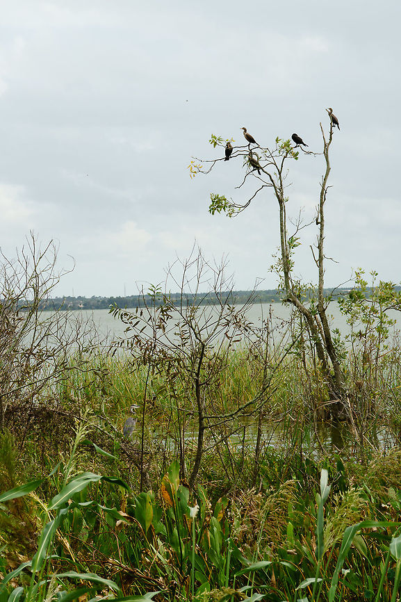 Double-crested Cormorant (Phalacrocorax auritus)  Animal,Bird,Cormorant,Double-crested Cormorant,Fall,Geotagged,Nature,Phalacrocoracidae,Phalacrocorax,Phalacrocorax auritus,Suliformes,United States,Vertebrate