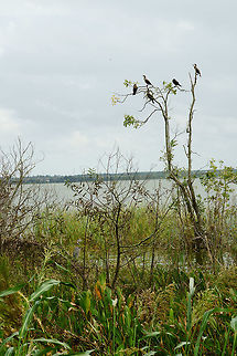 Double-crested Cormorant (Phalacrocorax auritus)  Animal,Bird,Cormorant,Double-crested Cormorant,Fall,Geotagged,Nature,Phalacrocoracidae,Phalacrocorax,Phalacrocorax auritus,Suliformes,United States,Vertebrate