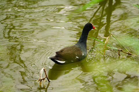 Common gallinule (Gallinula galeata)  Animal,Bird,Common gallinule,Fall,Gallinula,Gallinula galeata,Geotagged,Gruiformes,Moorhen,Nature,Rallidae,United States,Vertebrate