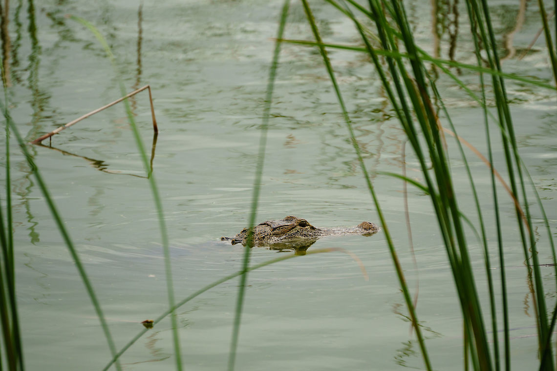 American Alligator (Alligator mississippiensis)  Alligator,Alligator mississippiensis,Alligatoridae,American Alligator,Animal,Crocodilia,Fall,Geotagged,Nature,Reptile,United States,Vertebrate