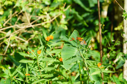 Monarch Butterfly (Danaus plexippus)  Animal,Arthropod,Butterfly,Danaus,Danaus plexippus,Fall,Geotagged,Insect,Lepidoptera,Monarch Butterfly,Monarch butterfly,Nature,Nymphalidae,United States