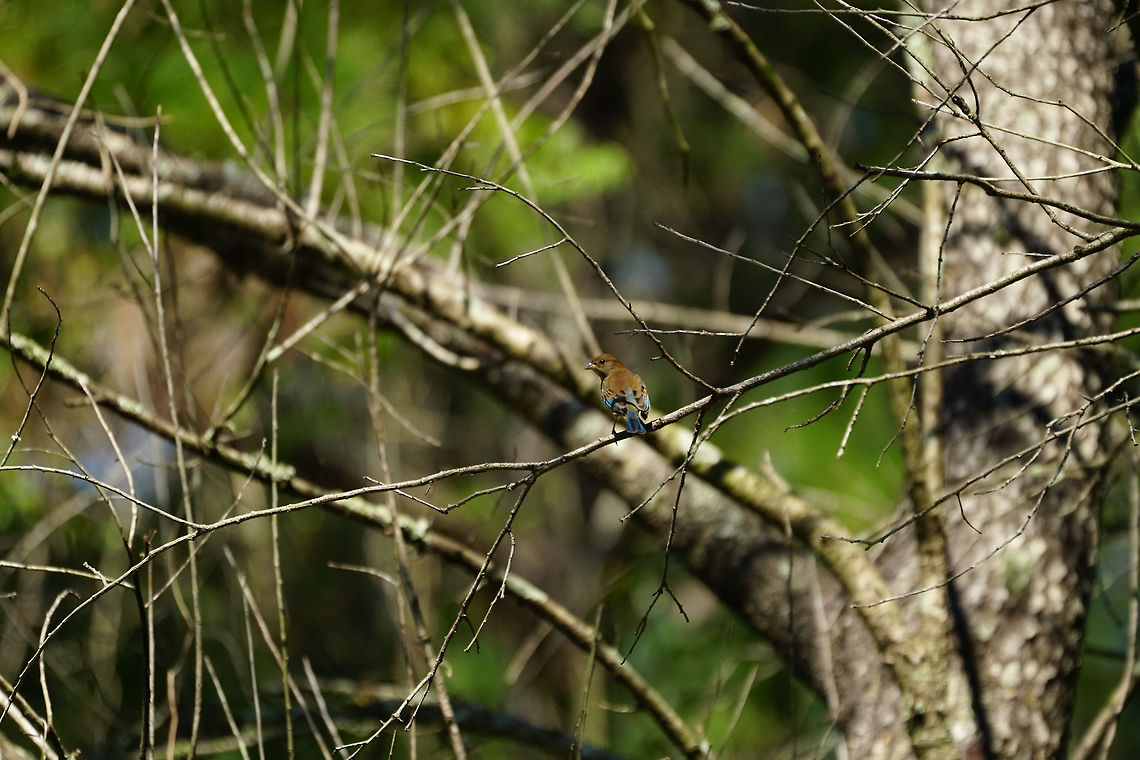 Indigo Bunting (Passerina cyanea)  Animal,Bird,Cardinalidae,Fall,Geotagged,Indigo Bunting,Indigo bunting,Nature,Passeri,Passeriformes,Passerina,Passerina cyanea,Perching Bird,Songbird,United States,Vertebrate