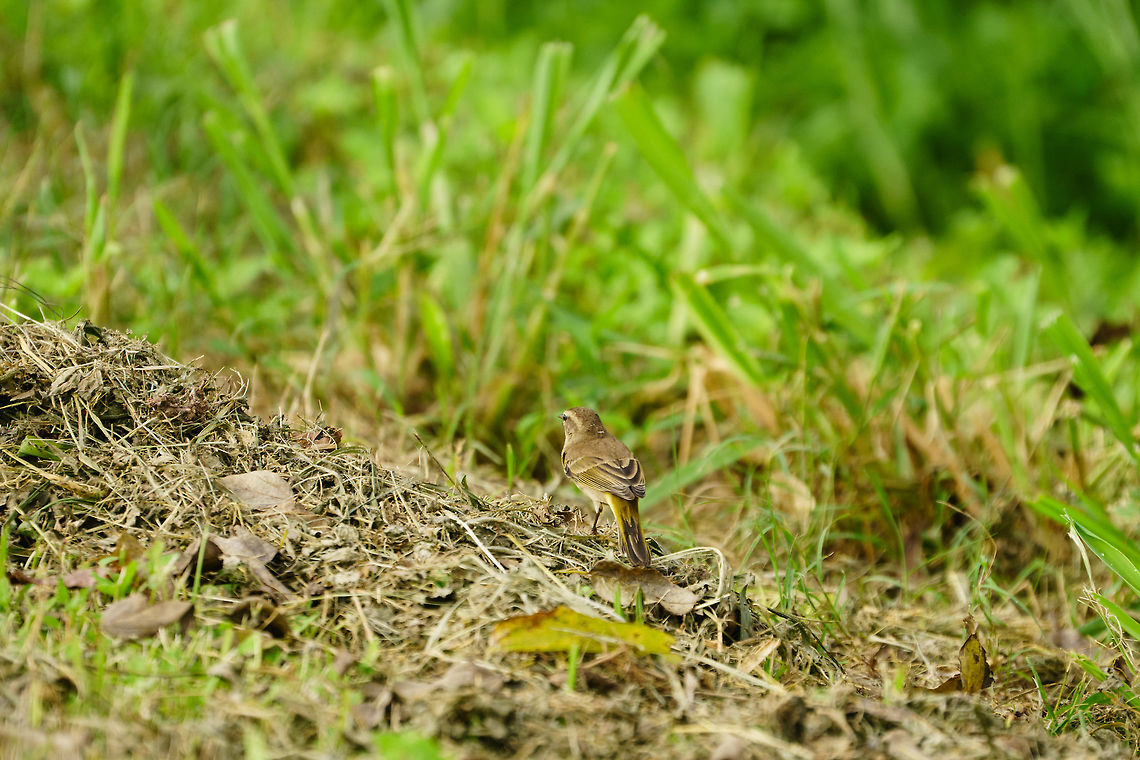 Palm Warbler (Setophaga palmarum)  Animal,Bird,Florida,Geotagged,Lake Apopka,Lake Apopka Loop Trail,Nature,New World Warbler,Orlando,Palm Warbler,Palm warbler,Parulidae,Passeri,Passeriformes,Perching Bird,Setophaga,Setophaga palmarum,Songbird,United States,United States of America