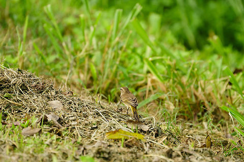 Palm Warbler (Setophaga palmarum)  Animal,Bird,Florida,Geotagged,Lake Apopka,Lake Apopka Loop Trail,Nature,New World Warbler,Orlando,Palm Warbler,Palm warbler,Parulidae,Passeri,Passeriformes,Perching Bird,Setophaga,Setophaga palmarum,Songbird,United States,United States of America